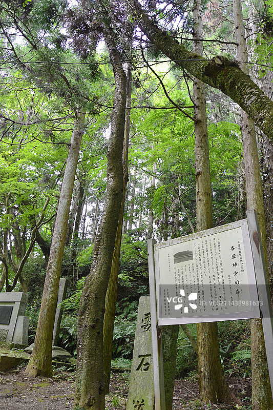 香取神宫森林，千叶县香取市图片素材