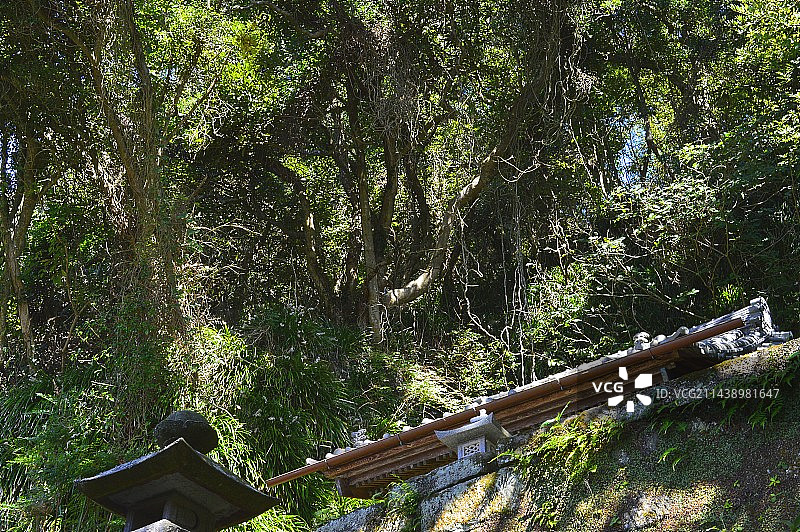 千叶县胜浦市八坂神社的自然森林图片素材