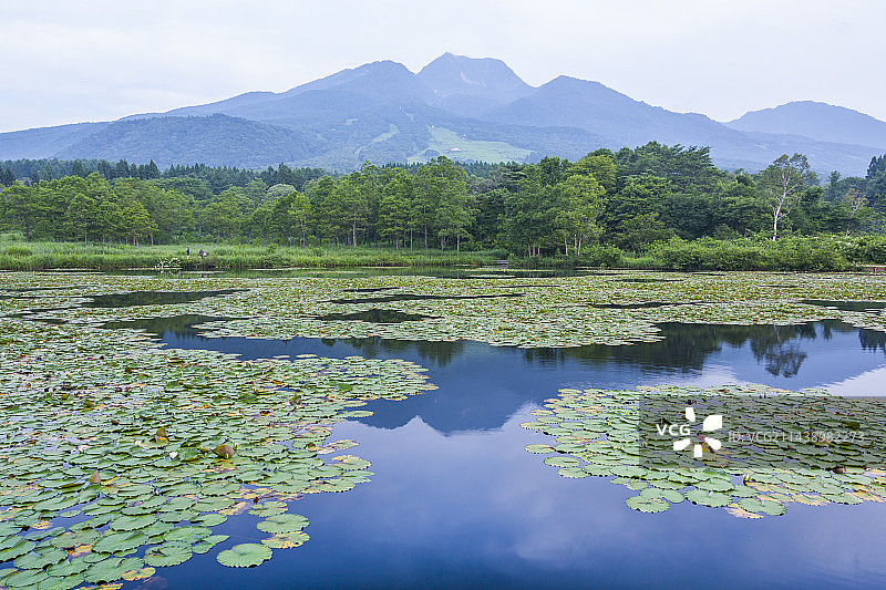 新潟县妙高市伊守湖和妙高山的盛开睡莲图片素材