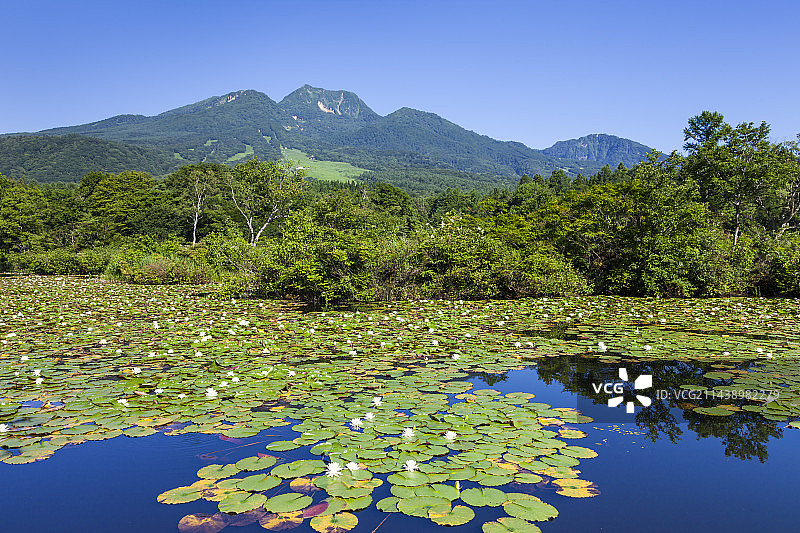 新潟县妙高市伊守湖和妙高山的盛开睡莲图片素材