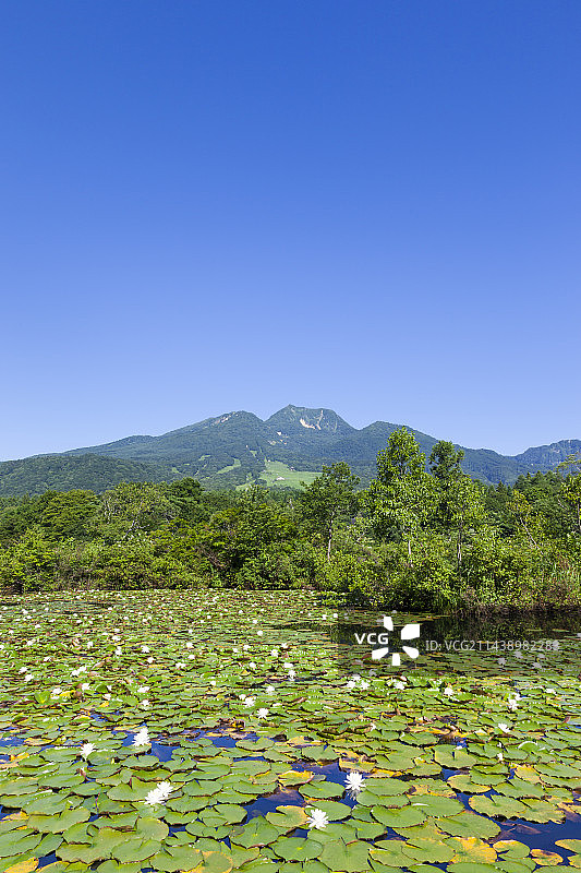 新潟县妙高市伊守湖和妙高山的盛开睡莲图片素材