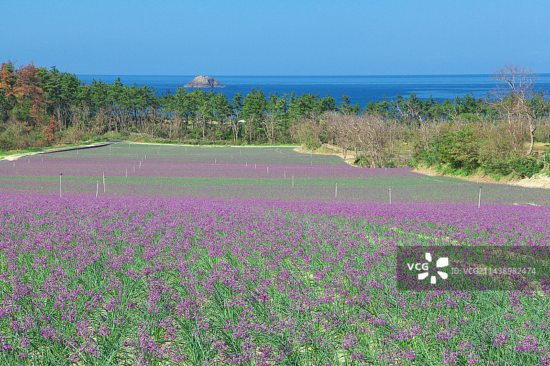 鸟取沙丘附近的日本海葱郁花园图片素材