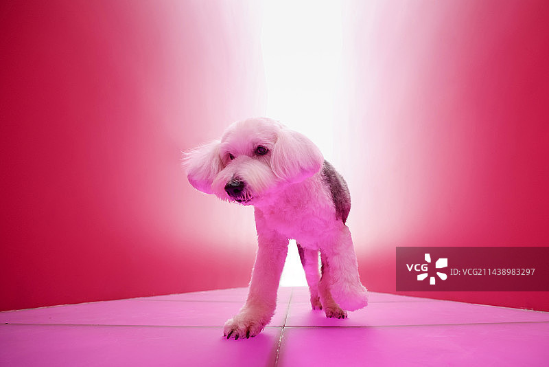 粉色背景下的古代牧羊犬图片素材