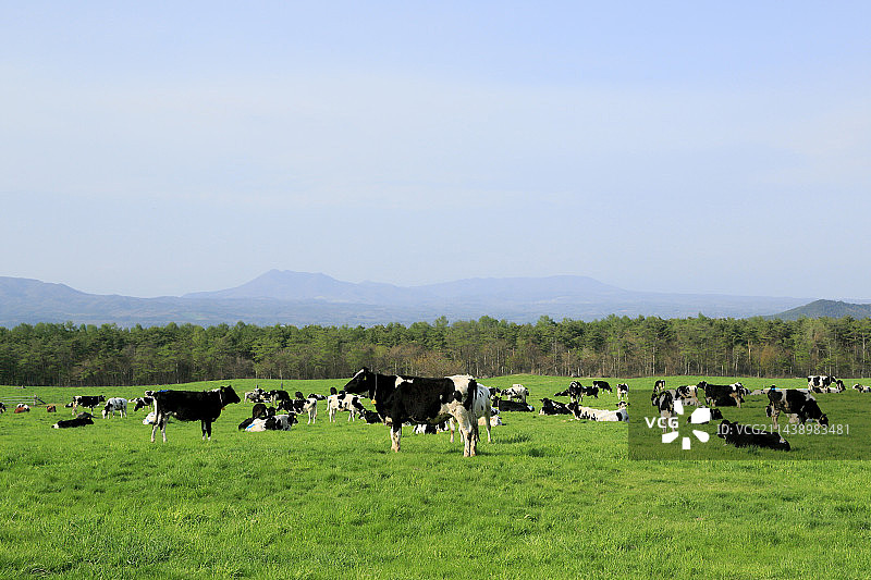 牧场和奶牛，岩手县八幡平图片素材