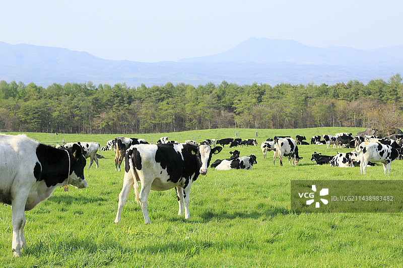 牧场和奶牛，岩手县八幡平图片素材
