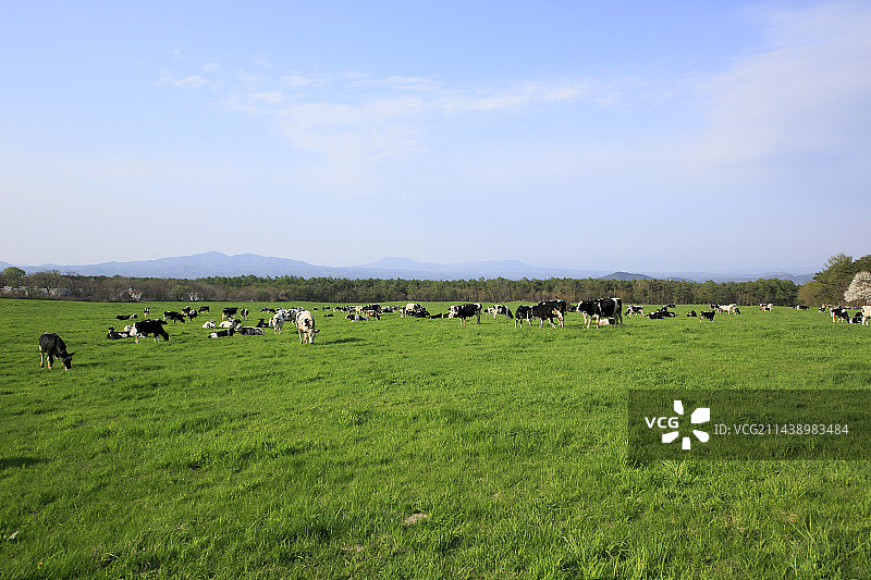 牧场和奶牛，岩手县八幡平图片素材
