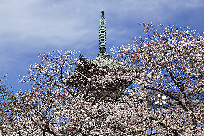 东京台东区上野的旧宽永寺五重塔与樱花图片素材