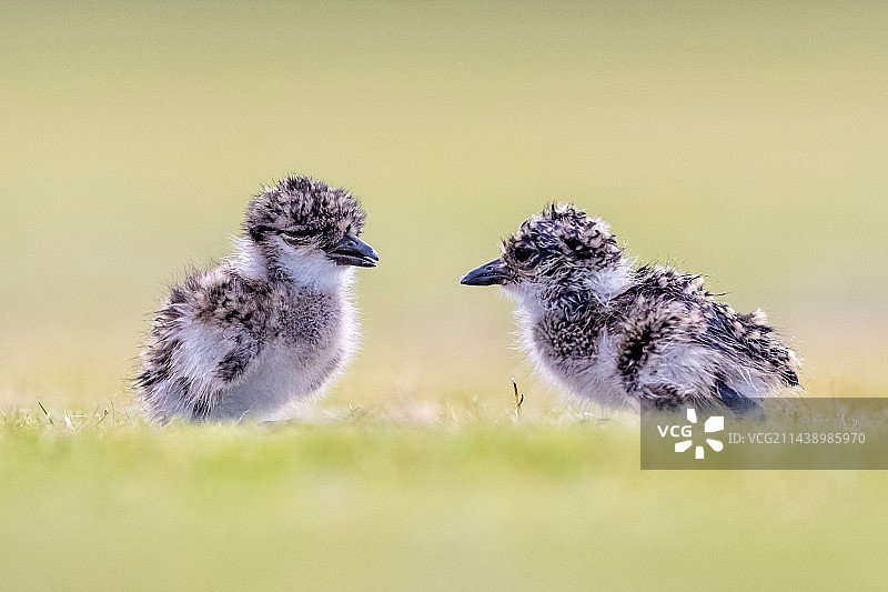 哥两好图片素材