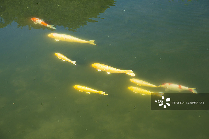 日本冈山县后乐园的精美鲤鱼图片素材