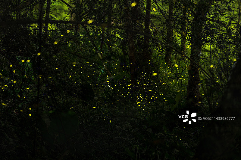 夏季梦幻萤火虫图片素材