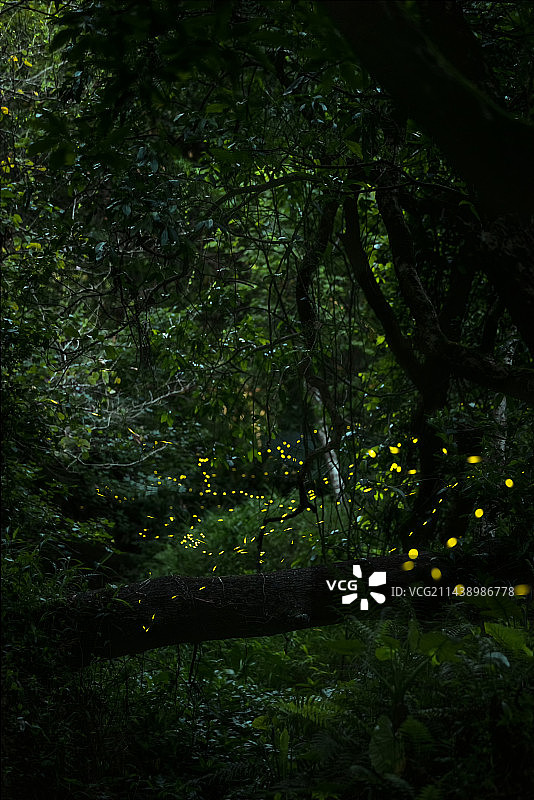 夏季梦幻萤火虫图片素材