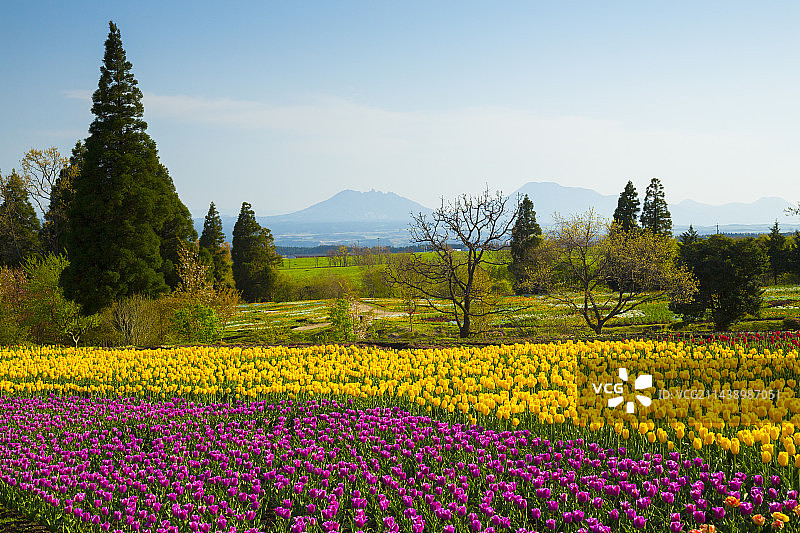 日本大分县竹田市久住花公园春景图片素材