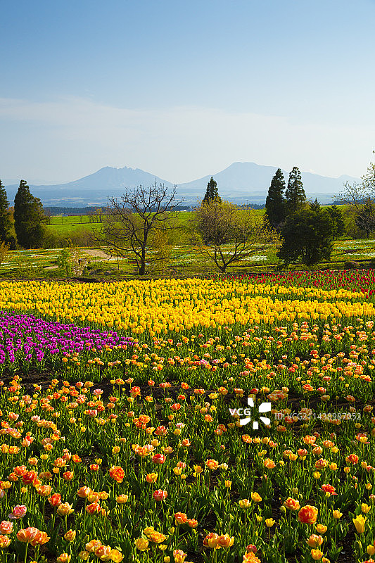 日本大分县竹田市久住花公园春景图片素材