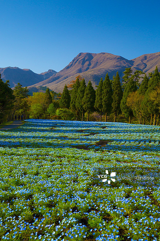 日本大分县竹田市久住花公园春景图片素材