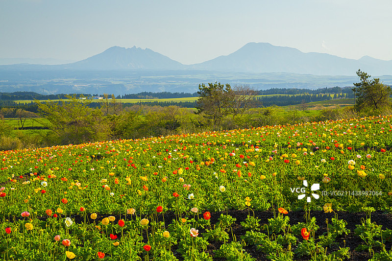 日本大分县竹田市久住花公园春景图片素材