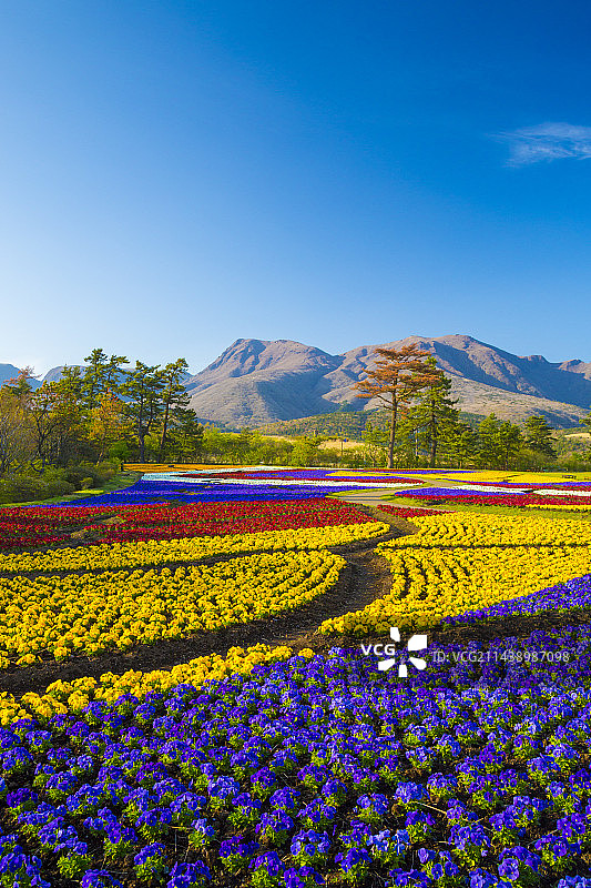 日本大分县竹田市久住花公园春景图片素材