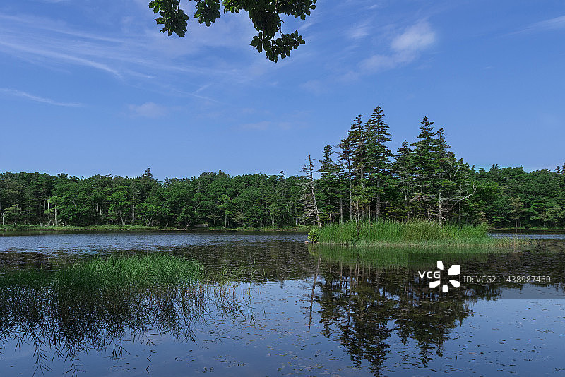 北海道斜里町知床五湖的漂浮岛屿上的茂盛树木图片素材