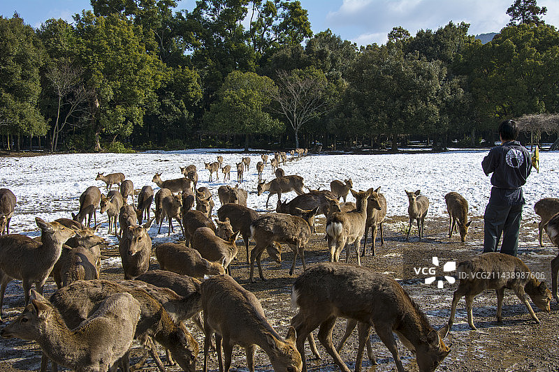 日本奈良公园雪景中的鹿图片素材