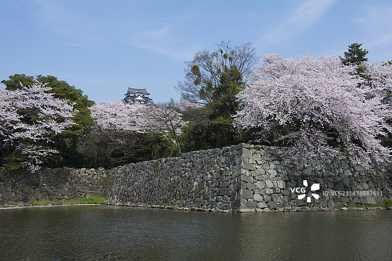 日本滋贺县彦根城中护城河和樱花图片素材