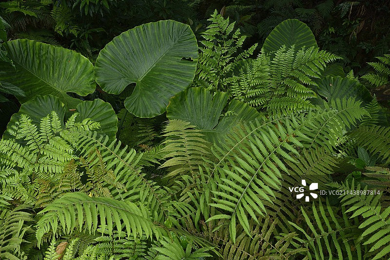 日本冲绳县国头村山原森林图片素材