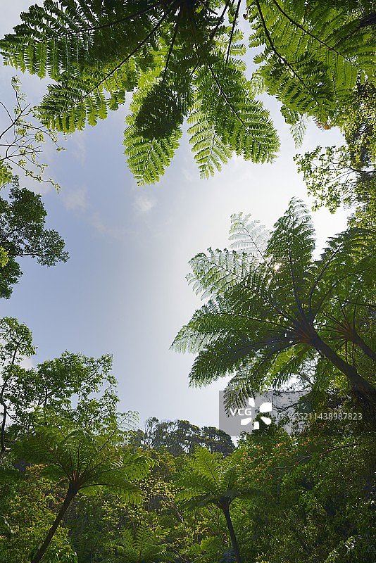 日本冲绳县国头村山原森林的鳞毛桫椤图片素材
