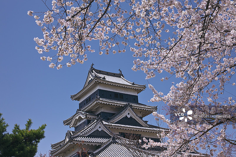 长野县松本市松本城的樱花图片素材