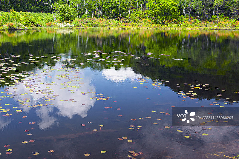 长野县山之内町一沼湿地图片素材