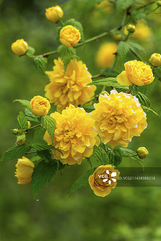 京都府京都市棣棠花图片素材