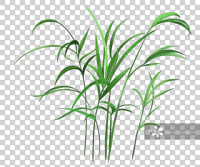 散尾葵，袖珍椰子，绿植肌理风格小清新植物插画图片素材