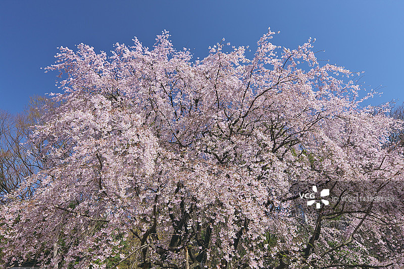 东京文京区六义园的垂枝樱花图片素材