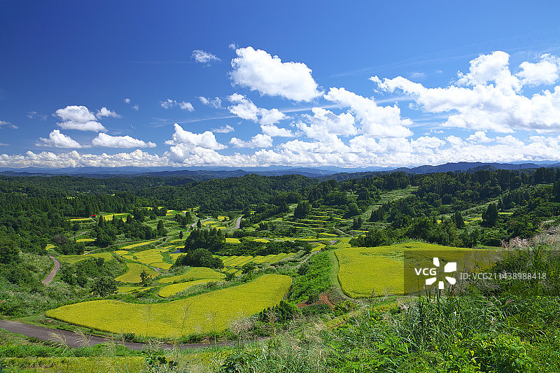 日本新泻县十日町松之山成熟梯田图片素材