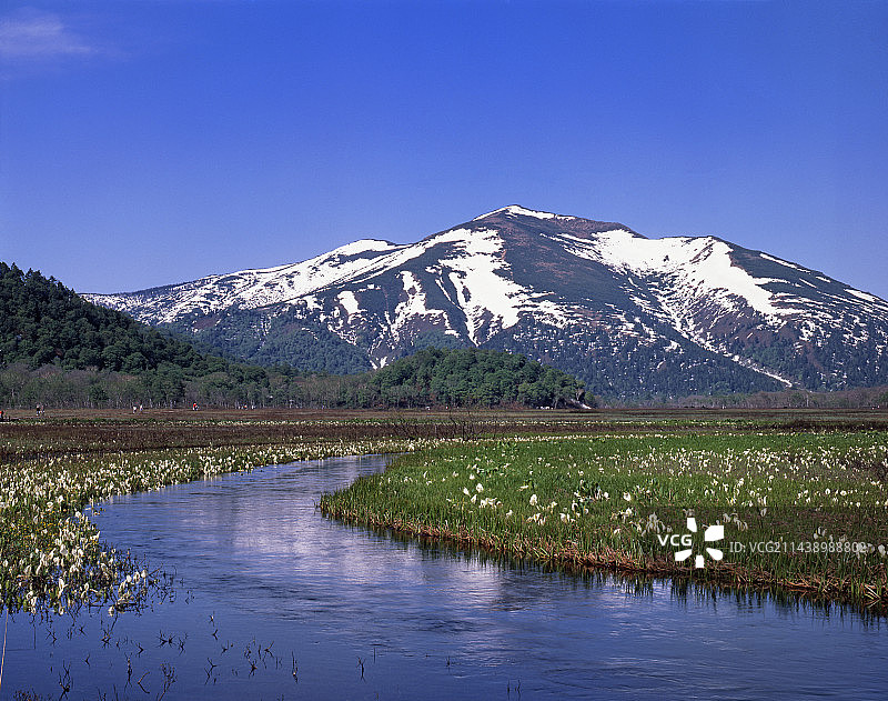 尾濑原和至佛山的亚洲臭菘图片素材