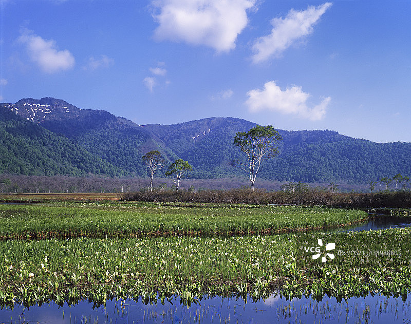 尾濑原的亚洲臭菘图片素材