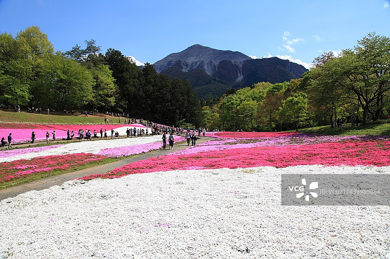 日本羊山公园的丘陵，花园粉色和武甲山，埼玉县秩父市图片素材