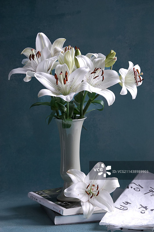 静待百合开图片素材