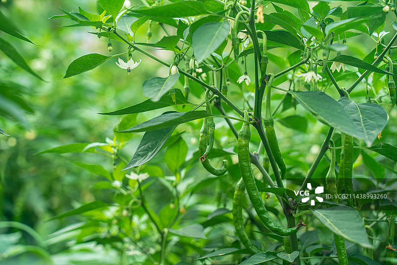 植物的组成部分,宁静,辣椒,农业,种植,食品图片素材