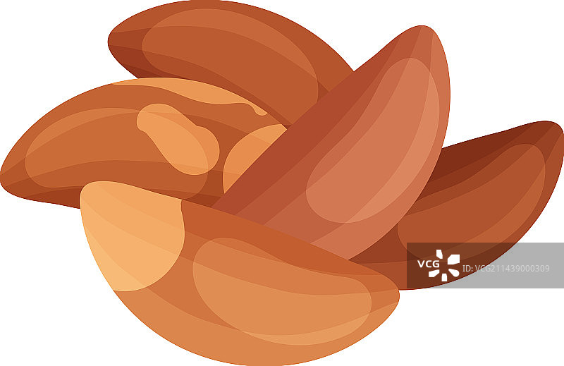 扁平巴西坚果图片素材