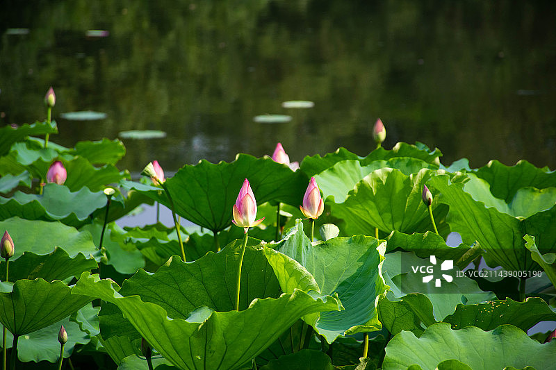 夏日荷池荷花图片素材