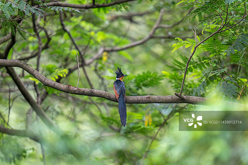 红翅凤头鹃图片素材