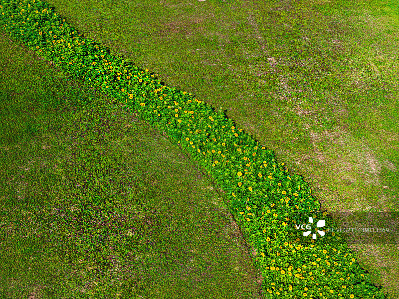 苏州工业园区，向日葵田图片素材