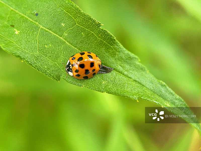 叶子上的瓢虫图片素材