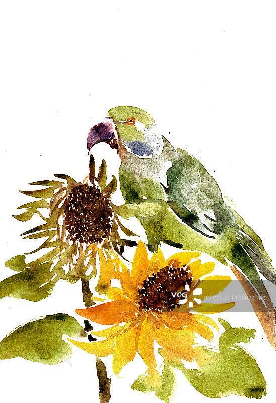 葵花与小鸟图片素材