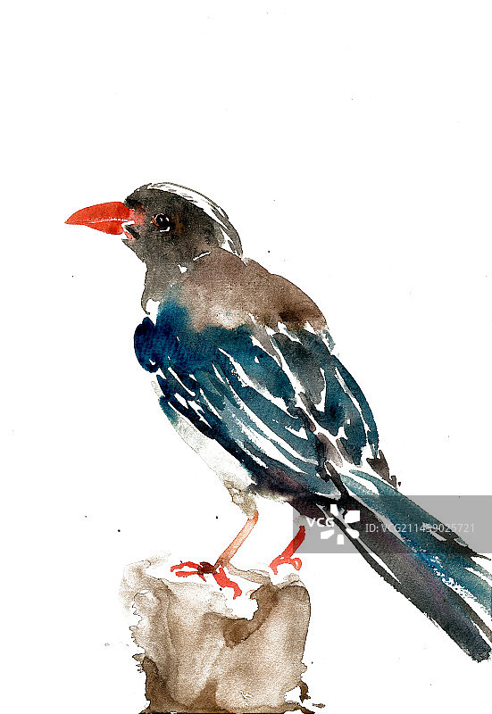 树桩上的喜鹊图片素材