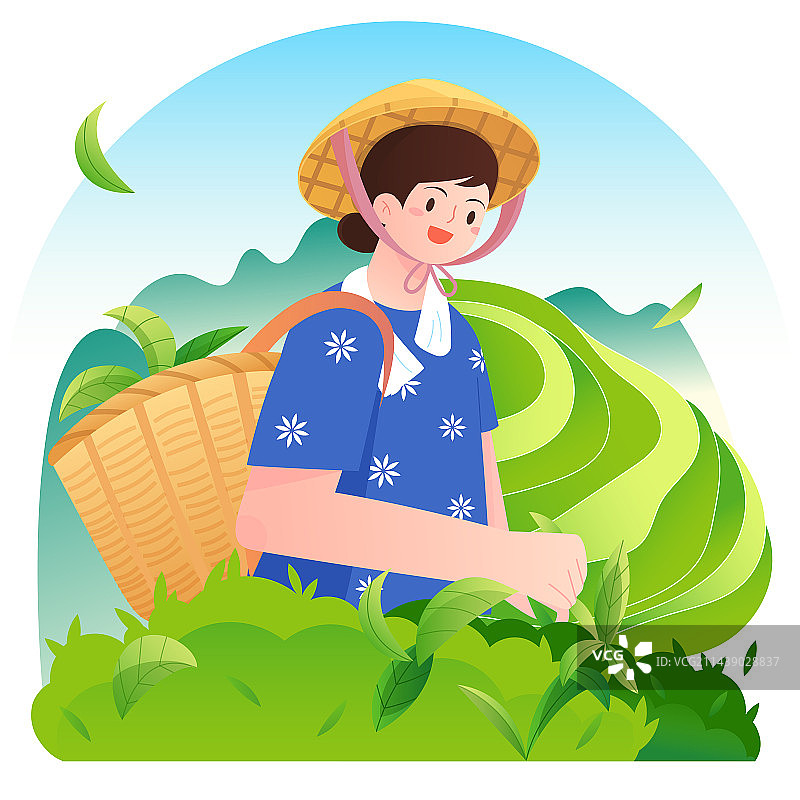 女孩开心的在茶山采茶矢量插画图片素材