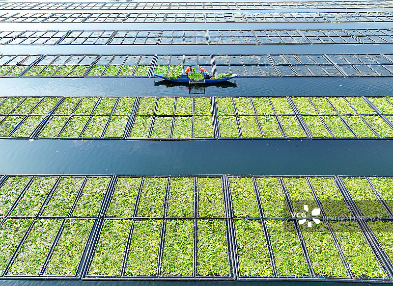 “湖上菜园”夏季换新图片素材