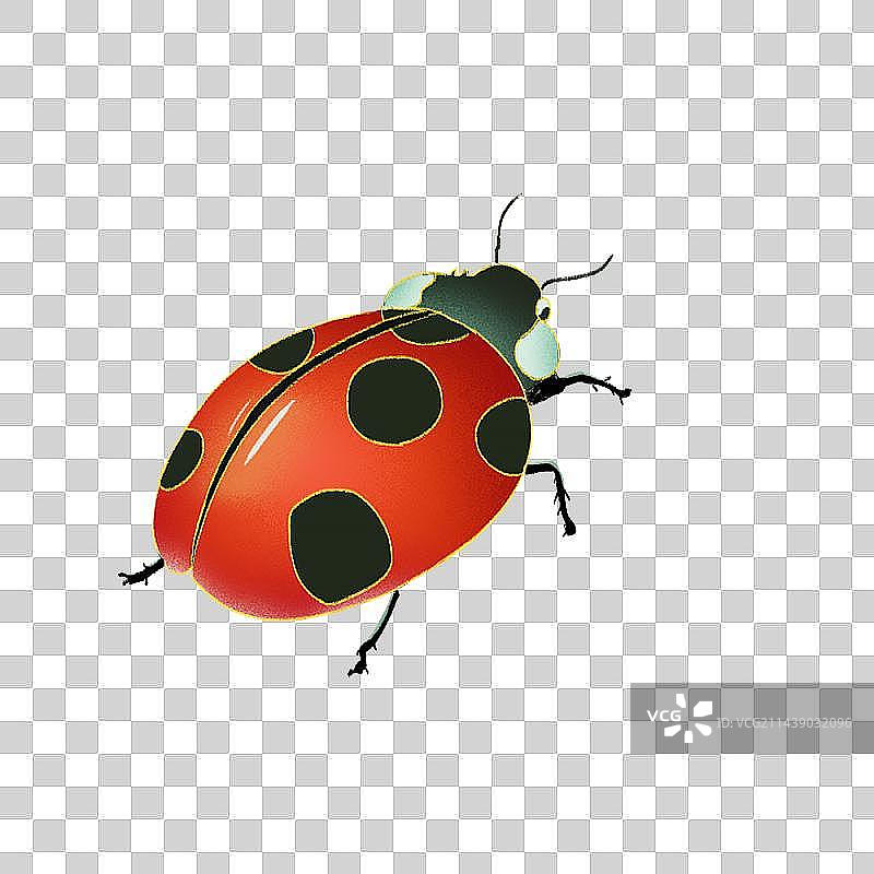 野生动物甲虫类 七星瓢虫图片素材