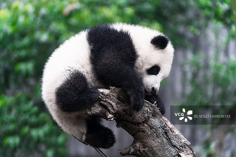 成都大熊猫繁育研究基地正在爬树的幼年大熊猫"闹闹"图片素材