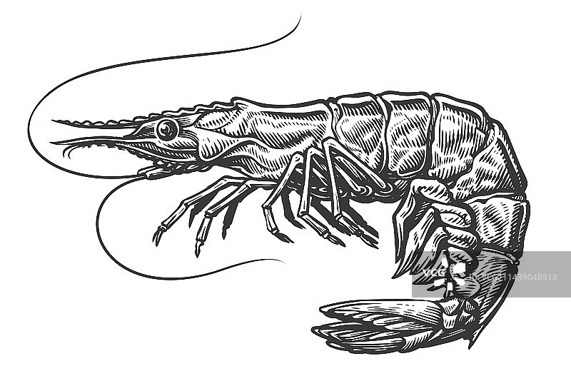 鲜虾雕刻风格素描图片素材