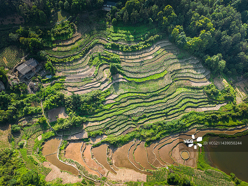 山区 森林 梯田图片素材