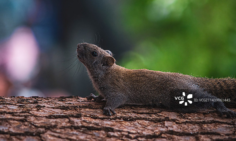 树干上的松鼠特写镜头图片素材